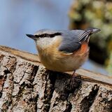Nuthatch