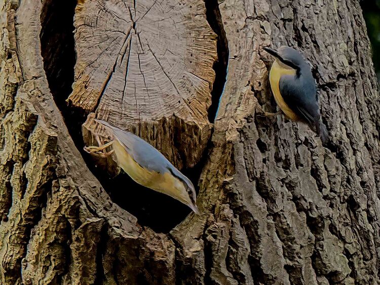 Nuthatch