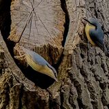 Nuthatch