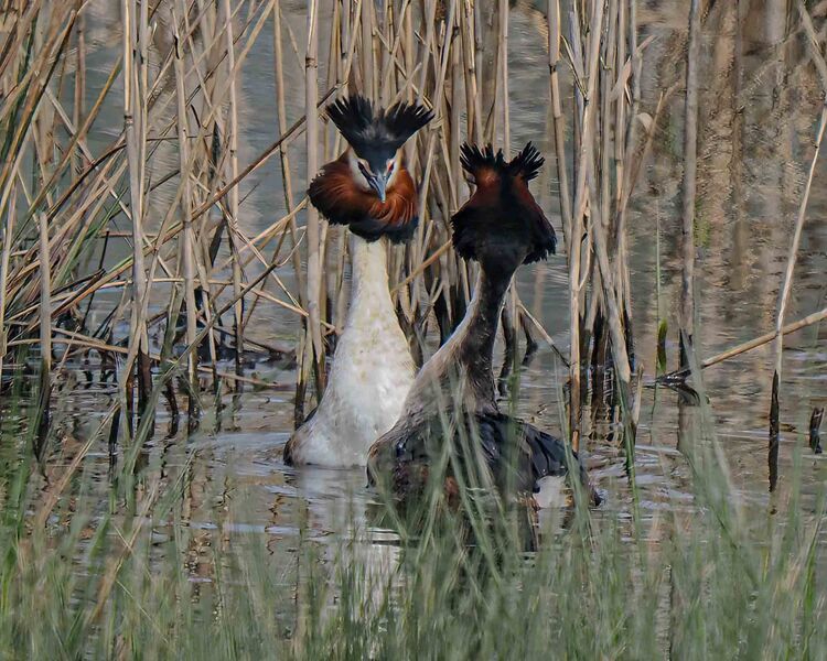 G.C.Grebe