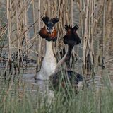 G.C.Grebe