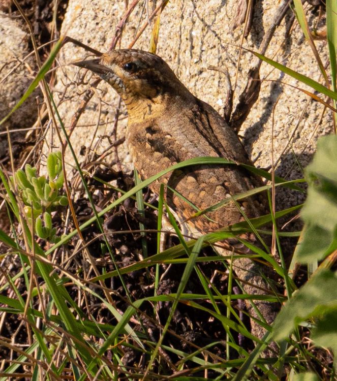 Wryneck