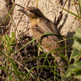 Wryneck