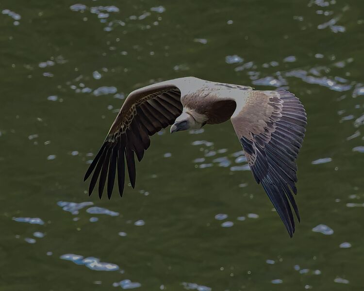 Griffon Vulture