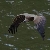 Griffon Vulture