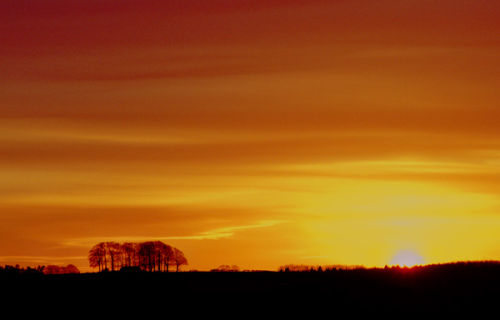 Sunset with Beech Copse