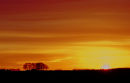 Sunset with Beech Copse