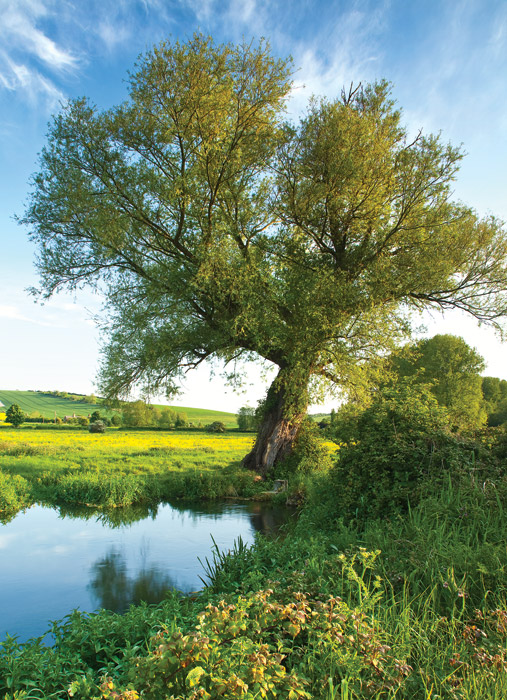 Willow Tree Bishopstone Meadows