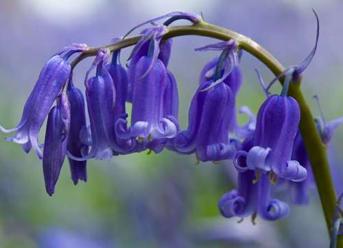 Bluebell Flower