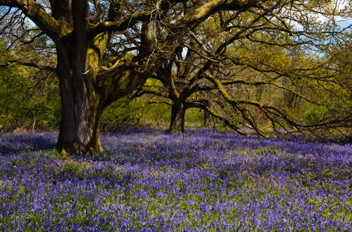 Bluebells in Ashmore Woods