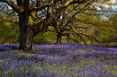 Bluebells in Ashmore Woods