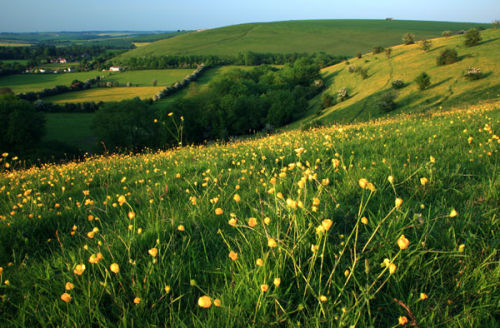 Buttercups on Misselfore Down