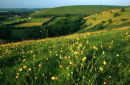 Buttercups on Misselfore Down