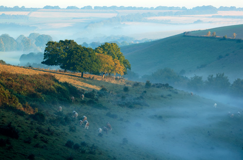 Church Bottom Mist