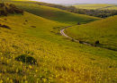 Cowslips on Cow Down, Bowerchalke