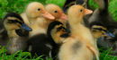 Ducklings
