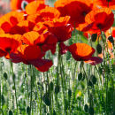 Field Poppies