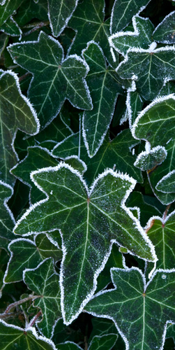 Frosted Ivy