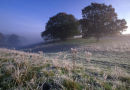 Frosty Morning Middleton Down