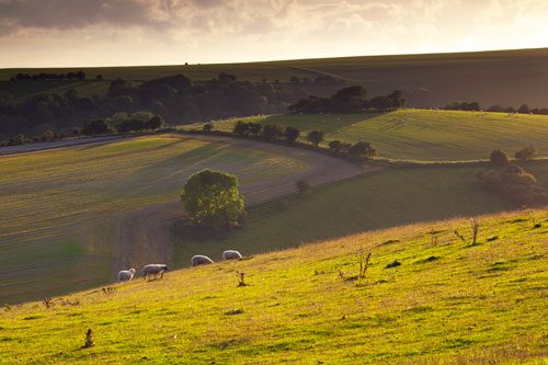 Gallows Hill Summer Evening