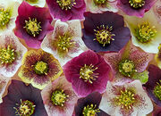 Hellebores