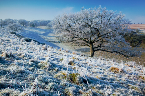 Hoar Frost Middleton Down