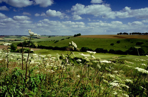 Summer Downland