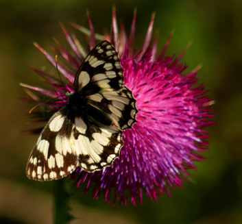 Marbled White