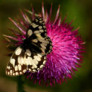 Flower and Nature Cards