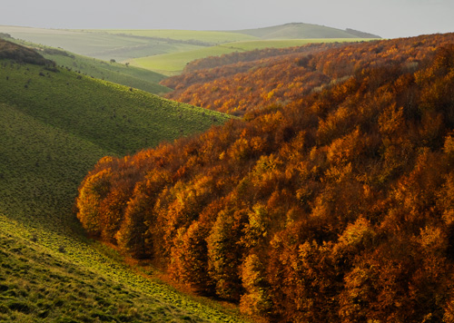 Autumn Beechtrees, Melbury Down