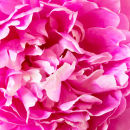 Pink Peony