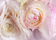 Ranunculus
