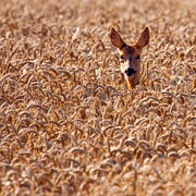 Roedeer in a Cornfield