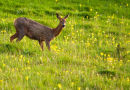 Roedeer in cowslips