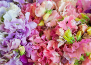 Sweet Peas II