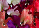 Sweet Peas