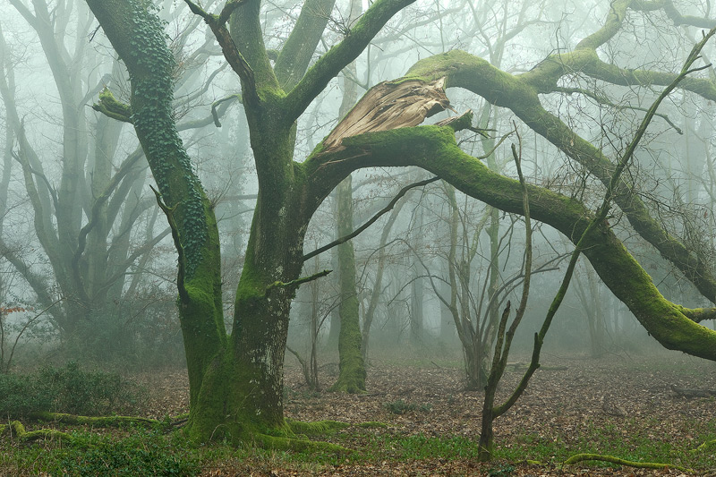 Vernditch-March-Woodland-Mist