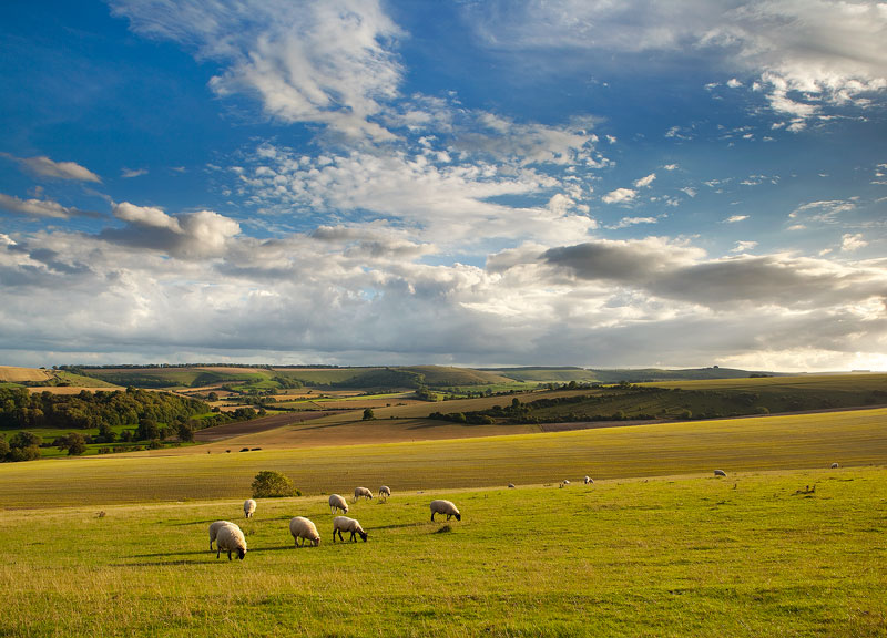 View-to-Win-Green