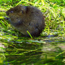 Water Vole