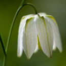 White Fritiliary