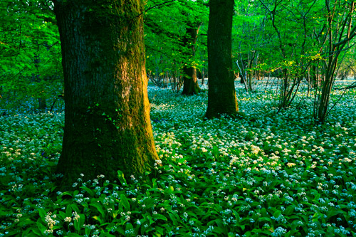 Wild Garlic near Vernditch Chase