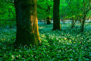 Wild Garlic near Vernditch Chase