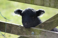 Baaaaa My Heads Heavy