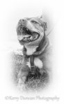 Bruce 4