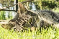 In The Grass