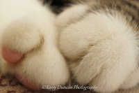 Little Paws