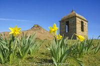 Daffodils At The Topping