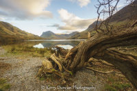 Rooted In Buttermere