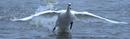 swan