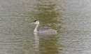 great crested grebe